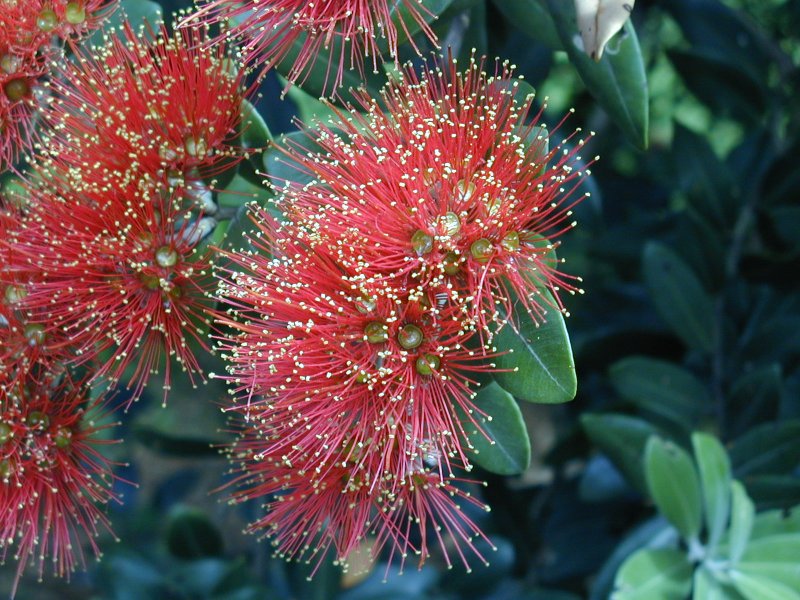 [Pohutukawa]