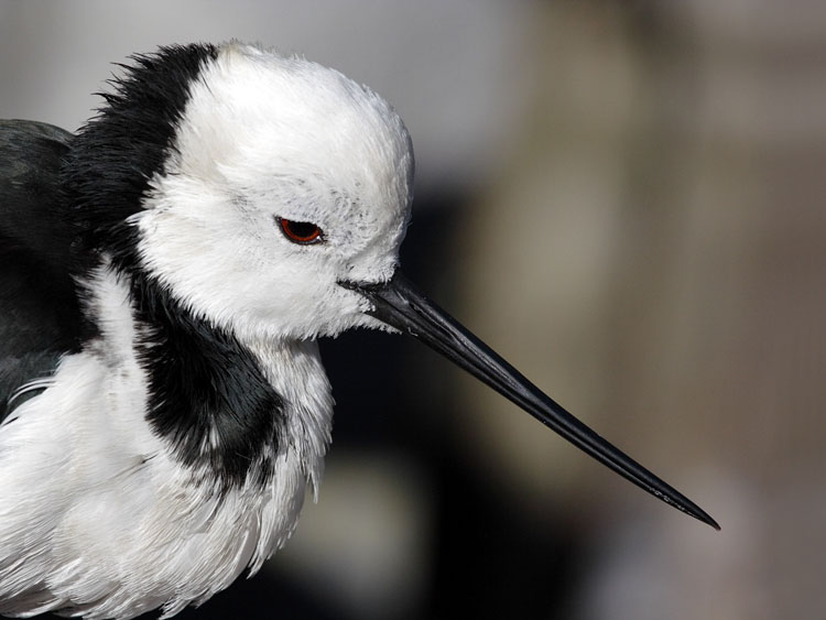 [DiaIdea 2007-06 Poaka]