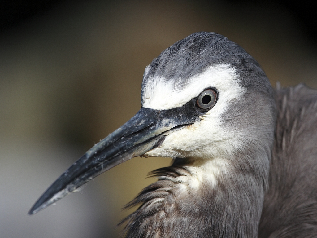 [DigIdea 2009-04 Matuka-moana]