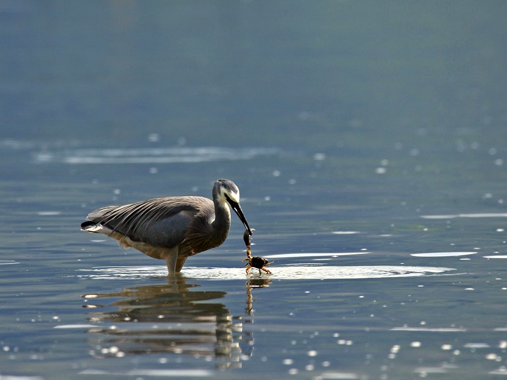 [DigIdea 2010-03 Pesca]