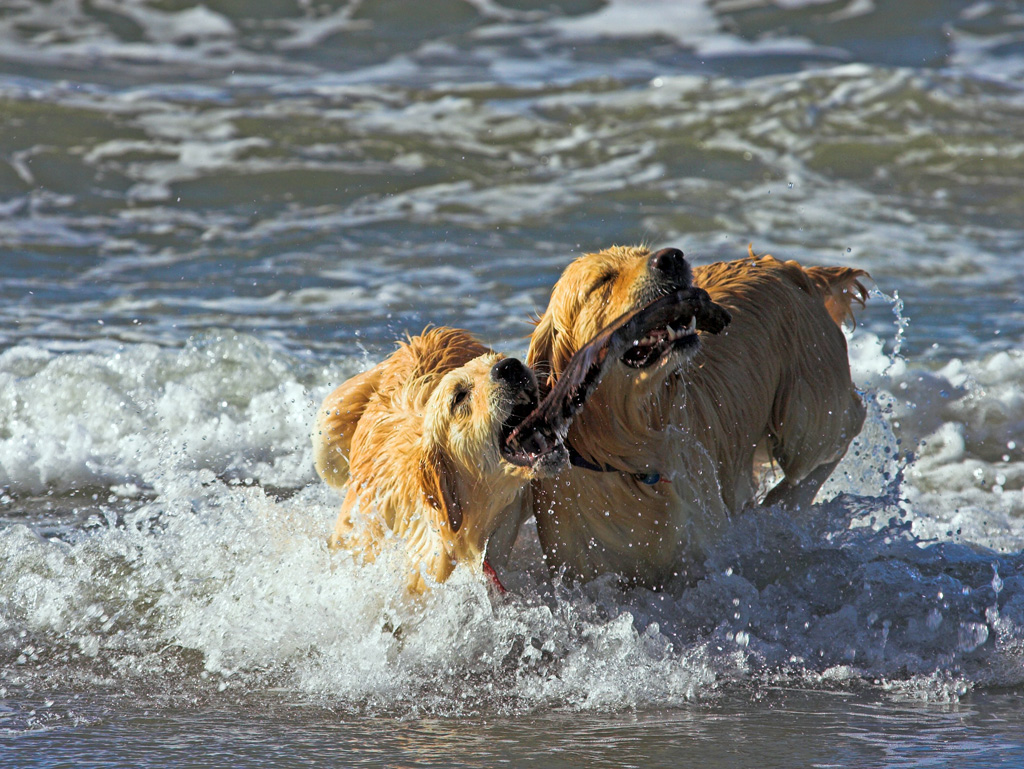 [DigIdea 2010-10 Competizione]