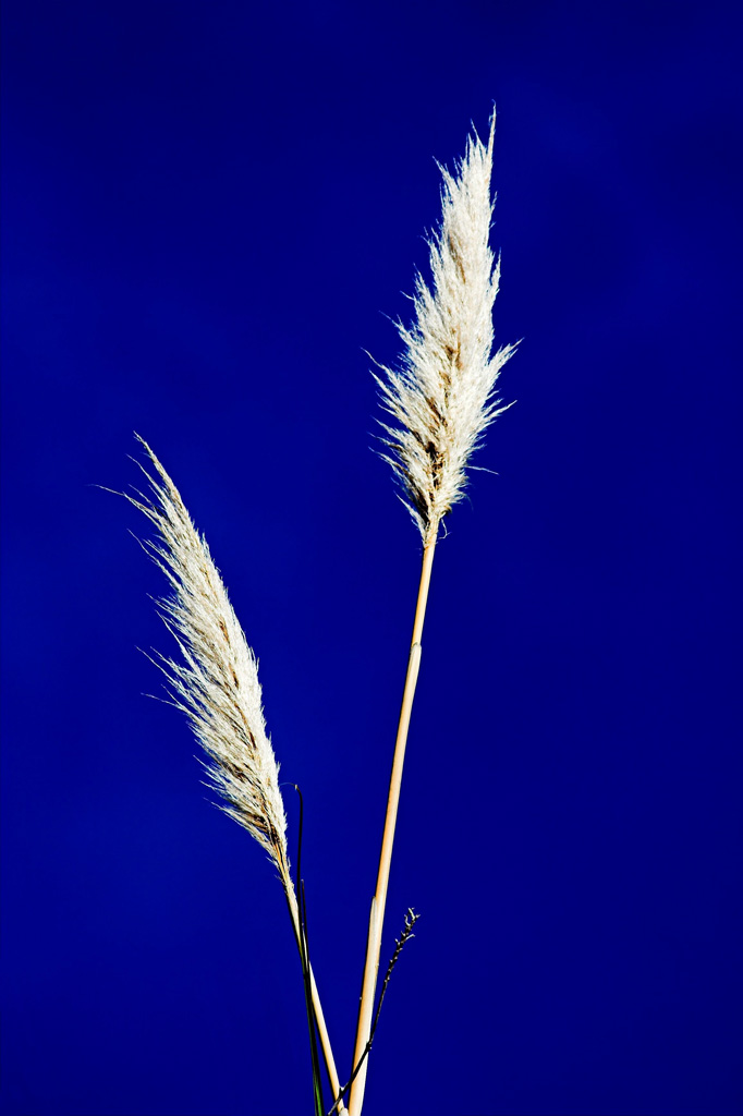 [DigIdea 2011-03 Shakespear Park]