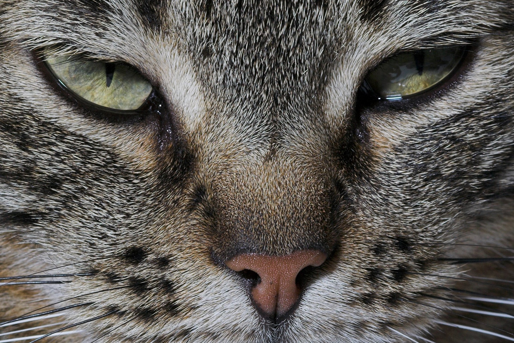 [DigIdea 2011-04 Ritratto]