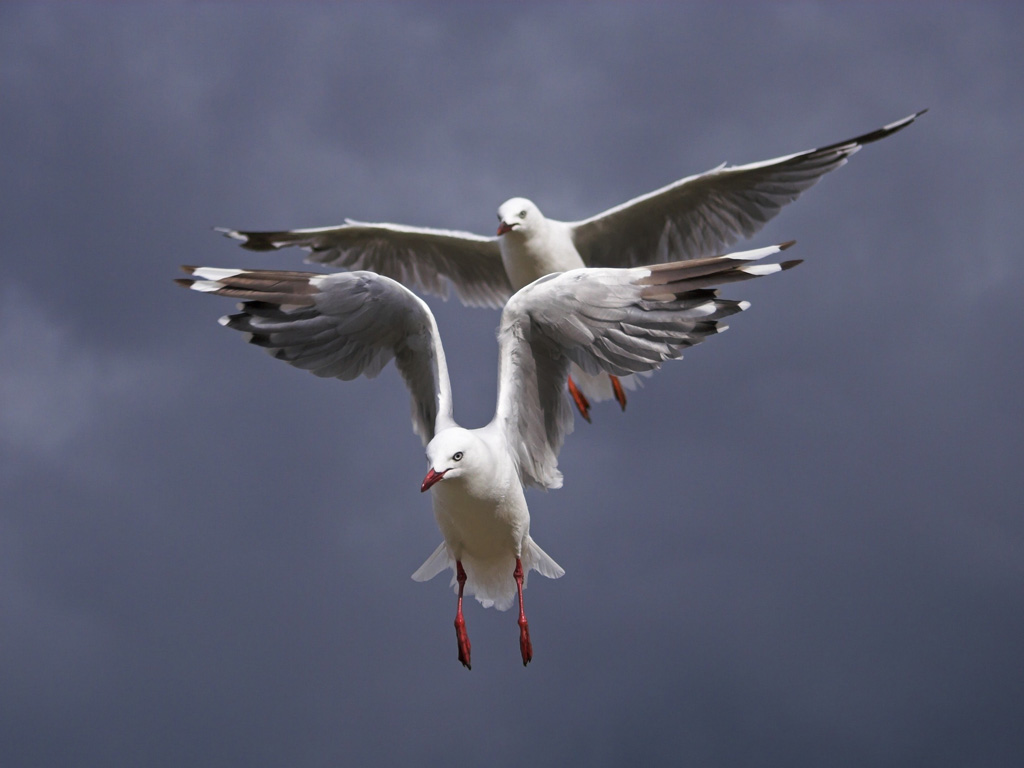 [Pair of Seagulls]