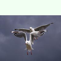 [Pair of Seagulls]